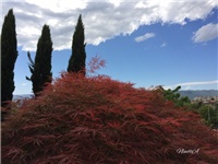 626763aa-20170428 Ri javor l.jpg